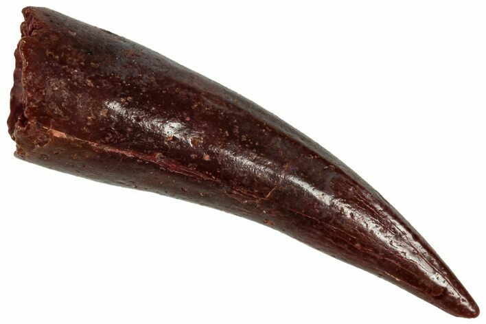 Fossil Fish Fang (Aidachar) - Kem Kem Beds, Morocco #329059